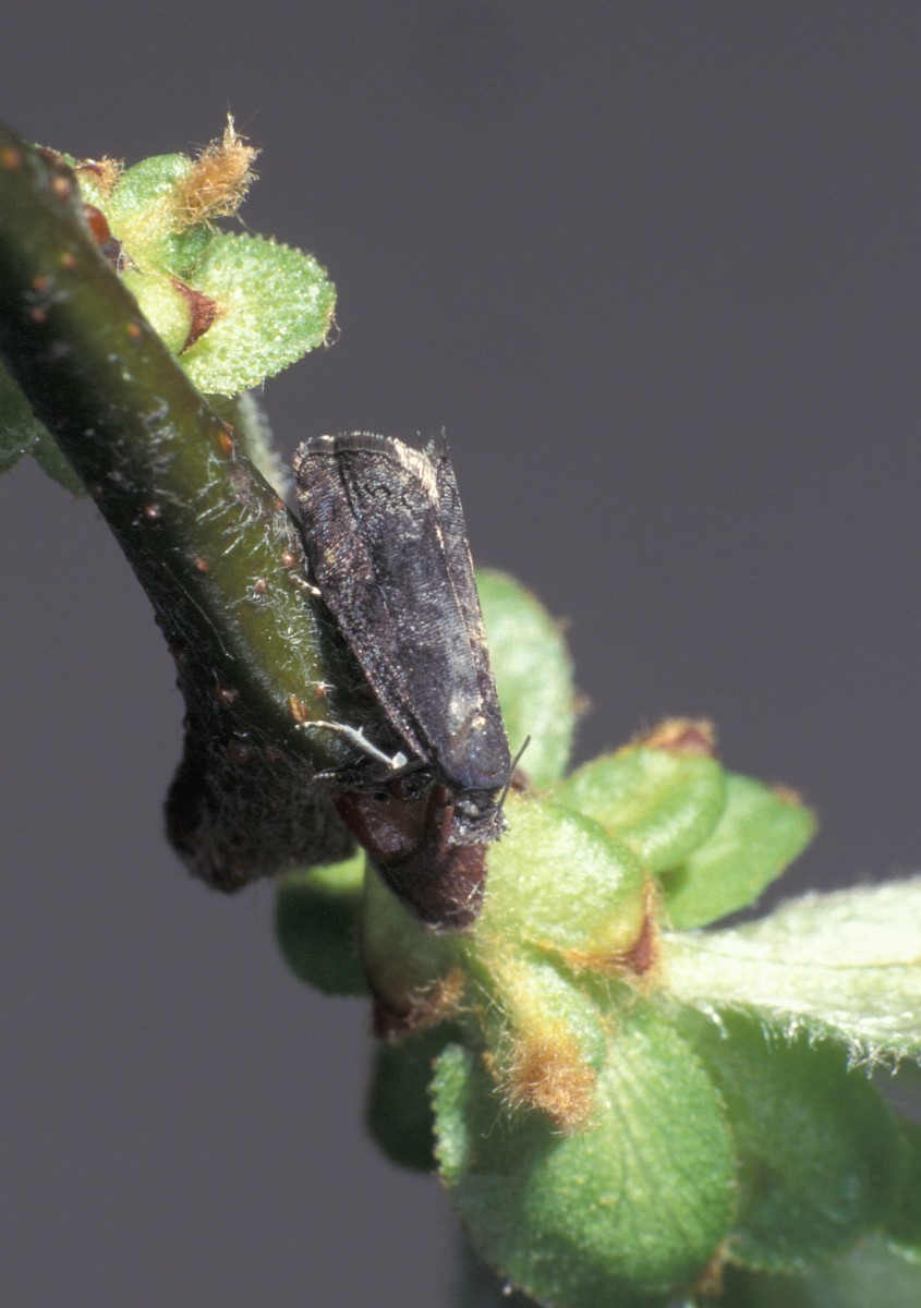 Cydia funebrana, Plum Fruit Moth